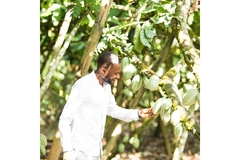 Image Smallholder farmer checking crop ripeness.